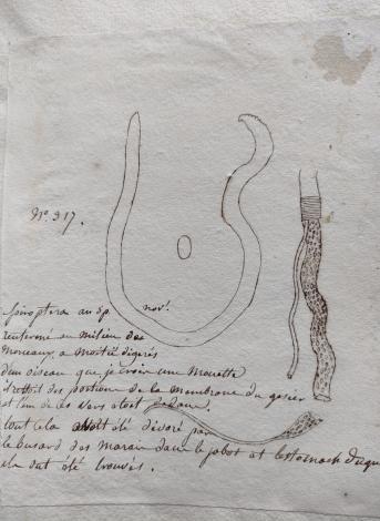 ver busard des marais