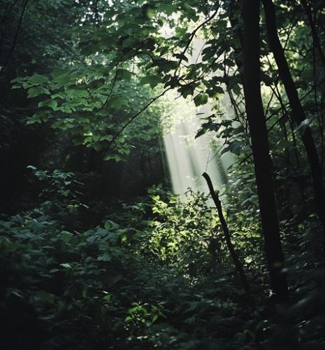 image de forêt