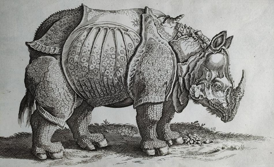 Rhinocéros